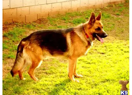 German Shepherd